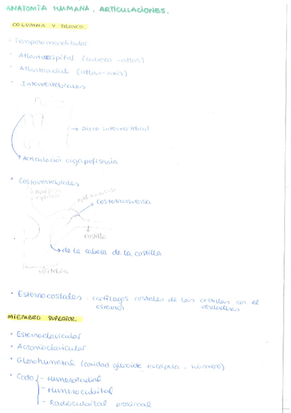 Miniatura del documento Articulaciones.pdf