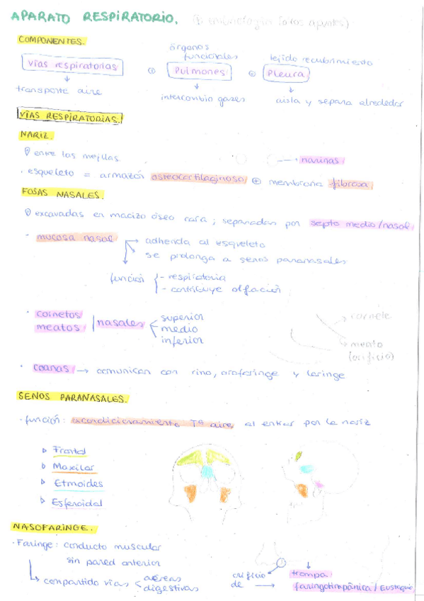 Miniatura del documento RESPIRATORIO.pdf