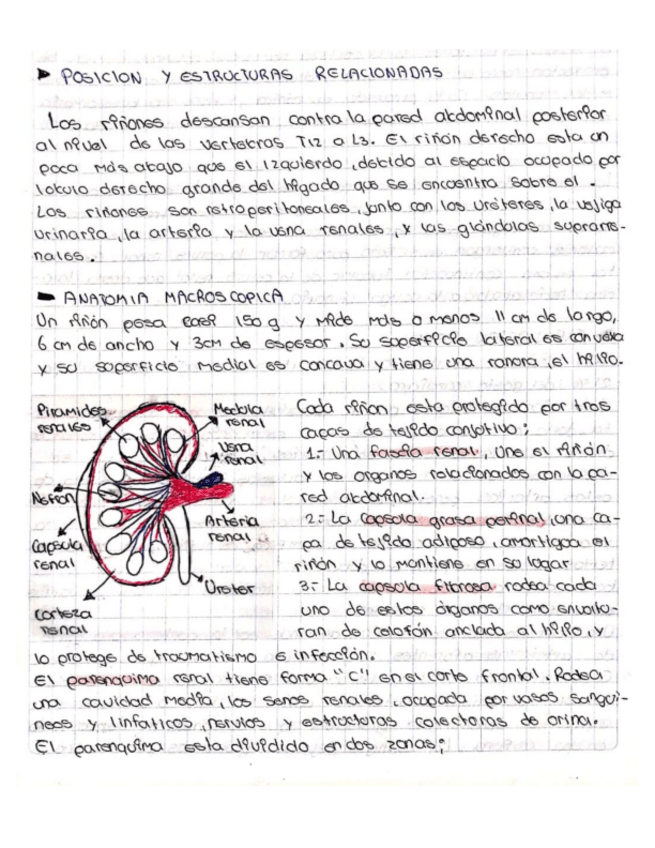 Miniatura del documento ANATOMIA-DEL-RINON.pdf