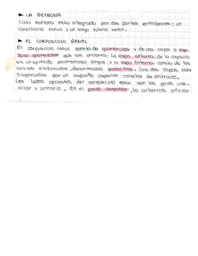 Miniatura del documento LA-NEFRONA.pdf