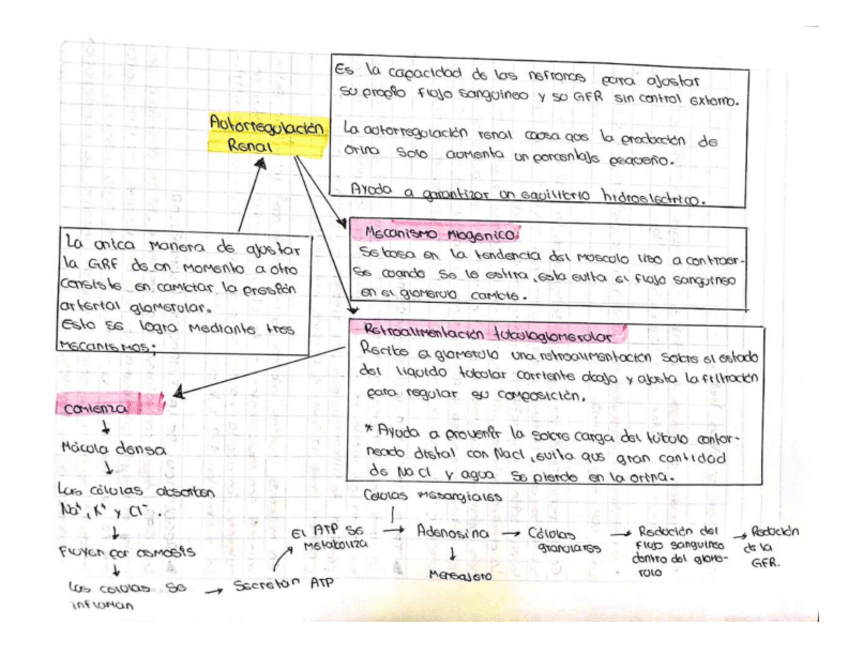 Miniatura del documento AUTORREGULACION-RENAL.pdf