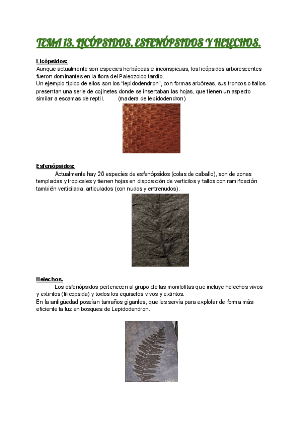 Miniatura del documento TEMA-13.pdf