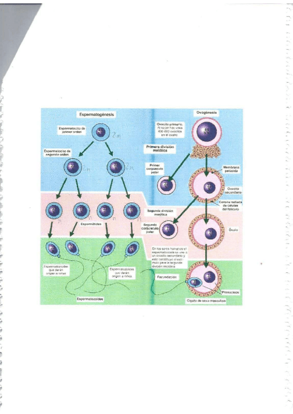 Miniatura del documento Examenes-de-psicologia-II-3.pdf
