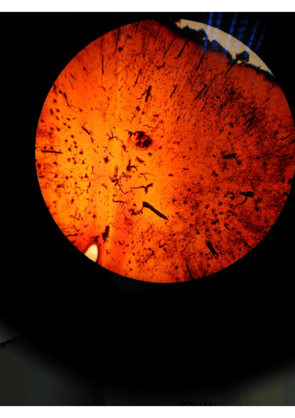 Miniatura del documento PRACTICA-4.pdf