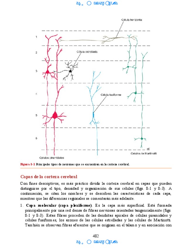 Miniatura del documento Hipocampo-y-hipotalamo-18.pdf
