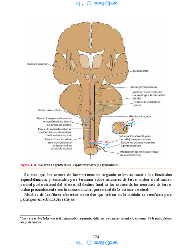 Miniatura del documento Hipocampo-y-hipotalamo-2.pdf