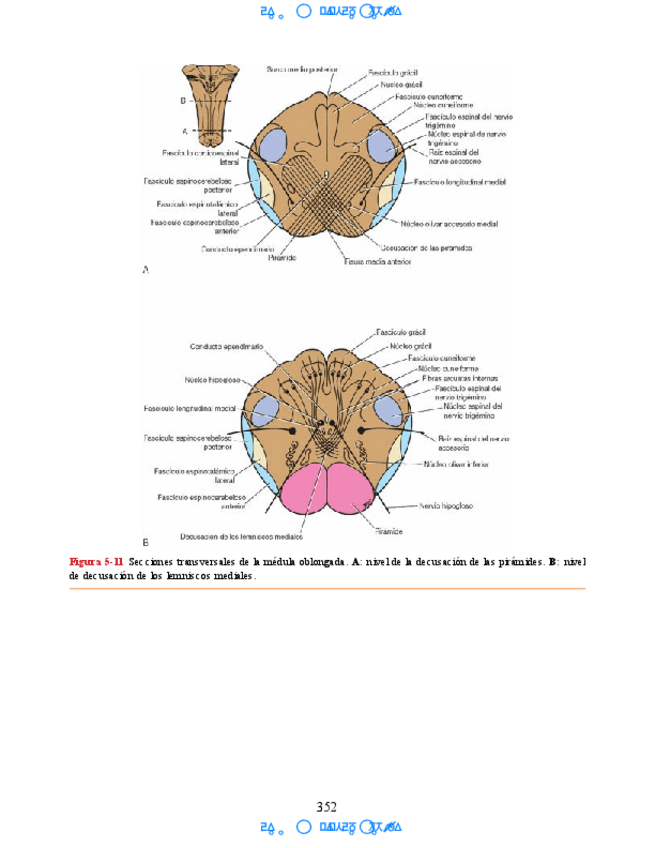 Miniatura del documento Hipocampo-y-hipotalamo-8.pdf