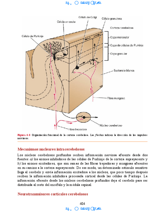 Miniatura del documento Hipocampo-y-hipotalamo-12.pdf