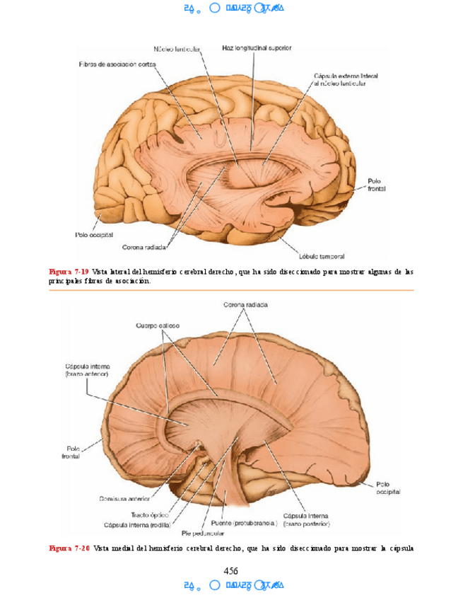 Miniatura del documento Hipocampo-y-hipotalamo-16.pdf