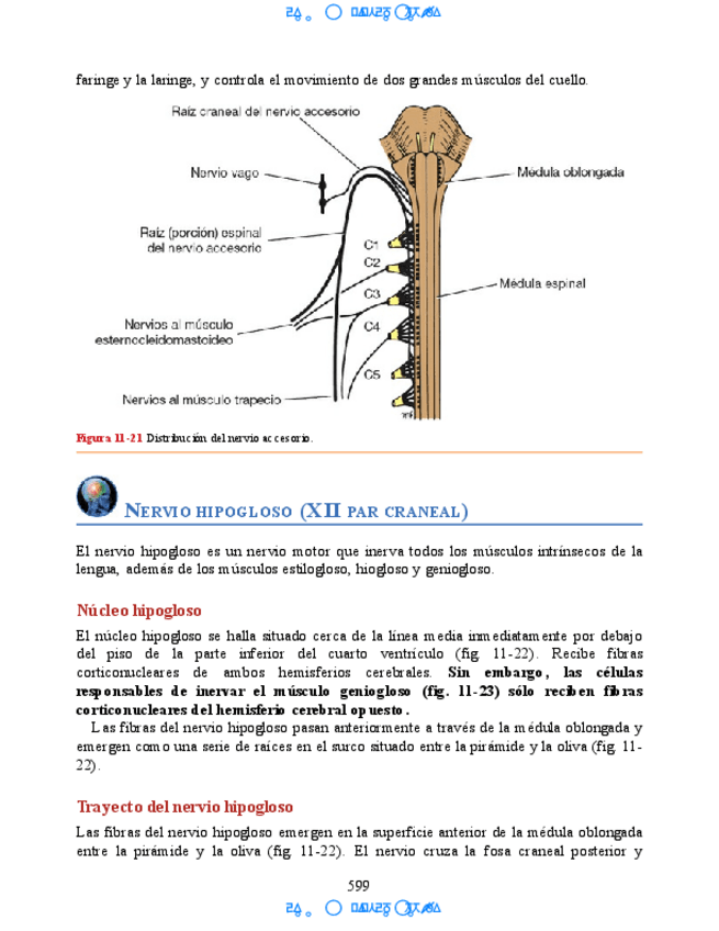 Miniatura del documento Huesos-del-m-iembro-sup-2.pdf