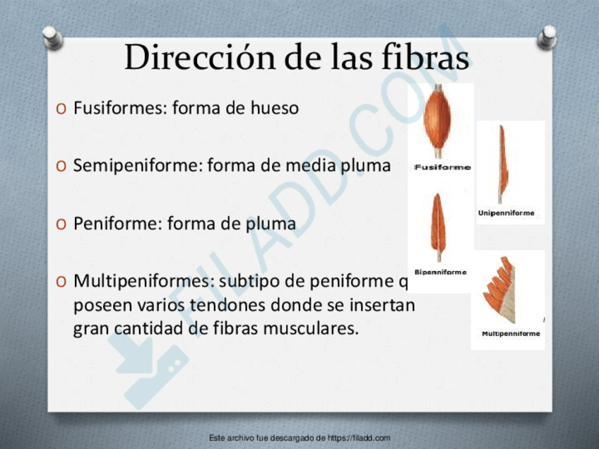 Miniatura del documento HOMBRO-4.pdf