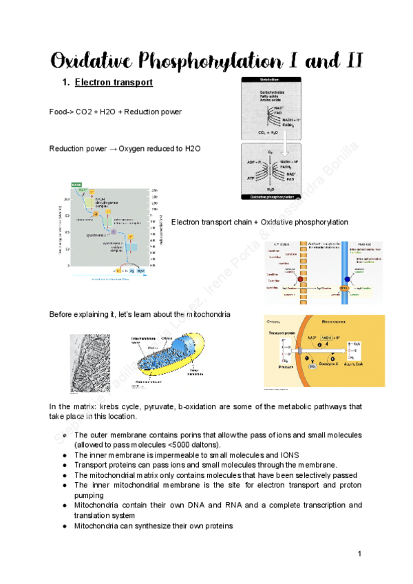 Miniatura del documento 3.-Oxidative-Phosphorylation-I-and-II.pdf
