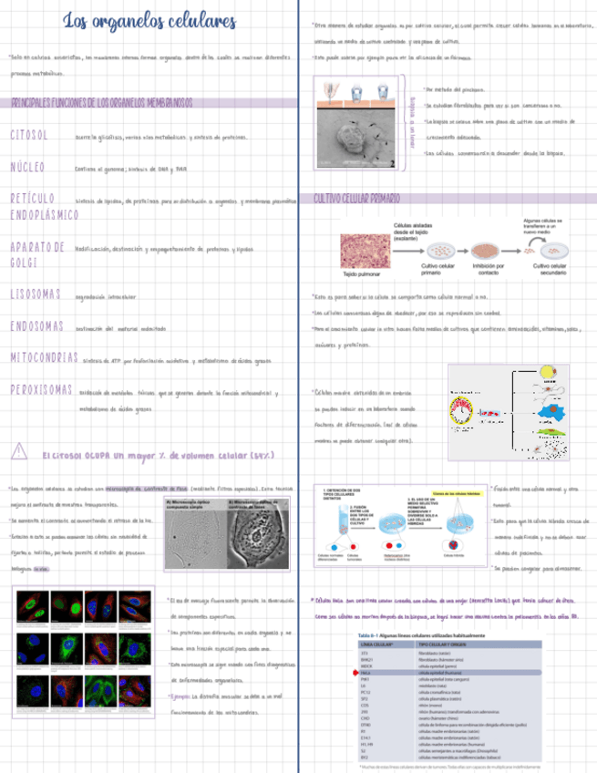 Miniatura del documento Organelos-Membranosos-General-Y-Su-Estudio.pdf