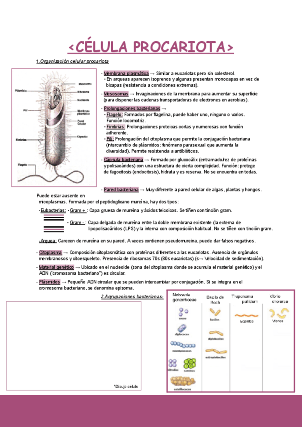 Miniatura del documento 7.Celula-procariota.pdf