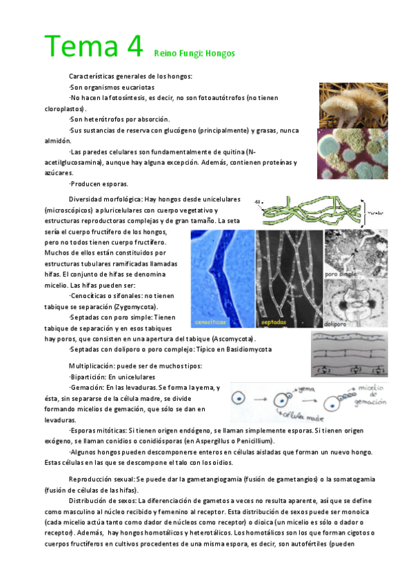 Miniatura del documento Tema 4  Reino Fungi. Hongos.pdf