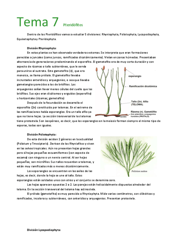 Miniatura del documento Tema 7  Pteridófitos.pdf