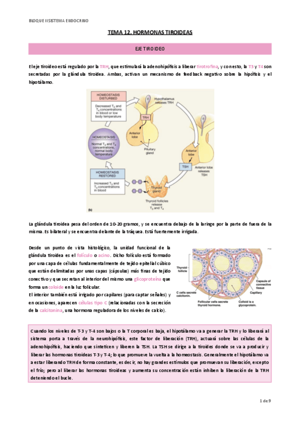 Miniatura del documento tema-12-hormonas-tiroideas.pdf