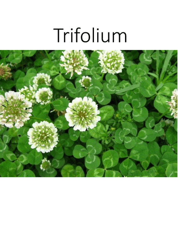 Miniatura del documento Trabajo-Trebol.pdf