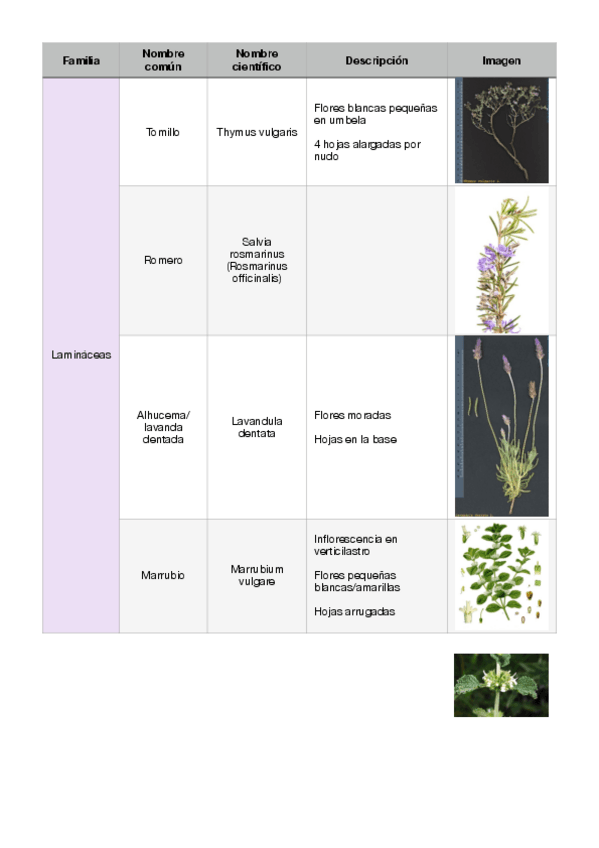 Miniatura del documento Listado-plantas-examen-reconocimiento-Botanica.pdf