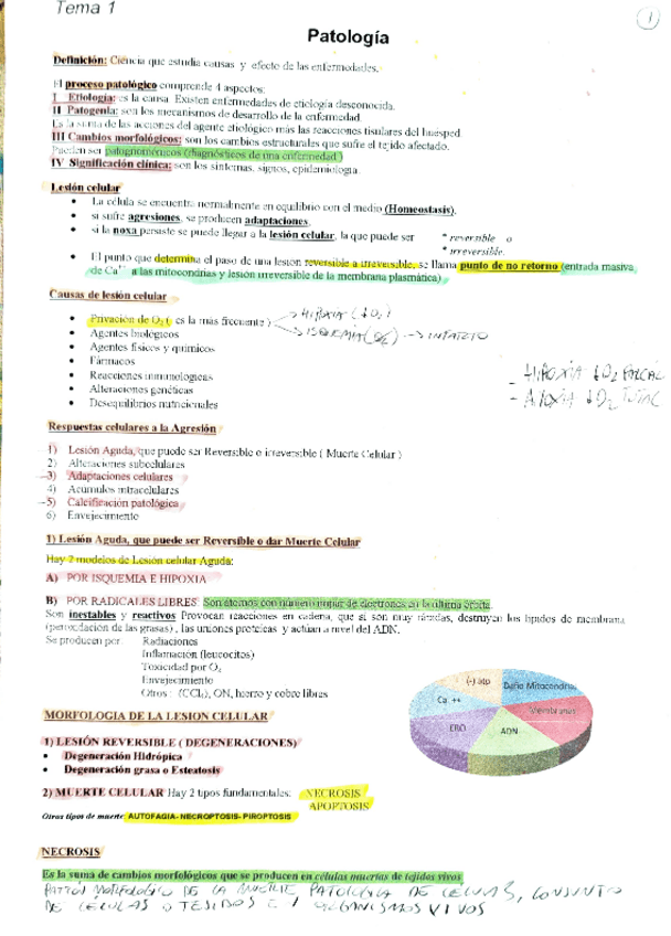 Miniatura del documento RESUMEN-hojas-chicas-todo-pato.pdf