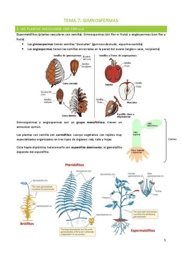 Miniatura del documento TEMA-7-BOTANICA.pdf