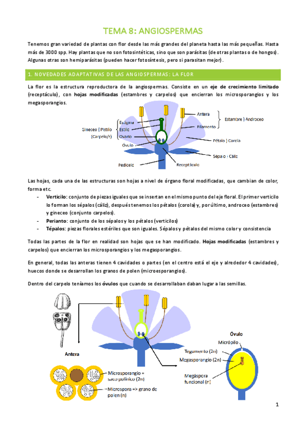 Miniatura del documento TEMA-8-BOTANICA.pdf