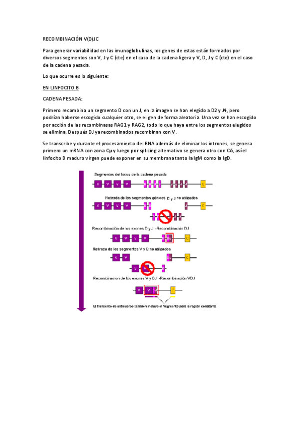 Miniatura del documento RECOMBINACION-V-D-J.pdf