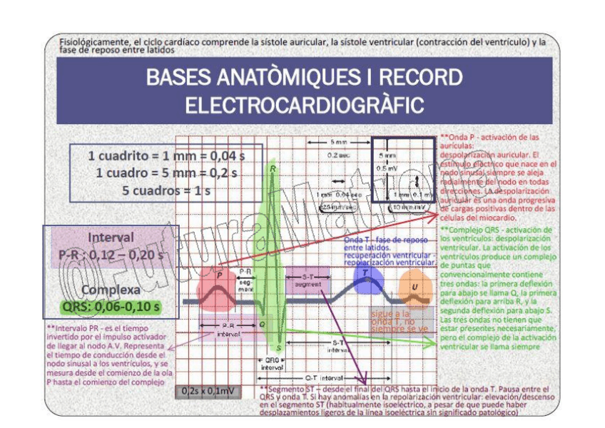 Miniatura del documento bases-del-ECG.pdf