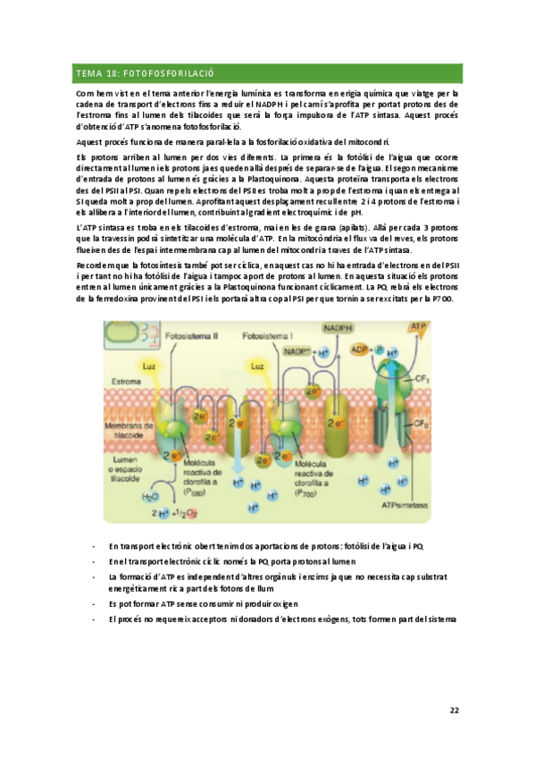 Miniatura del documento T18-Fotofosforilacio.pdf