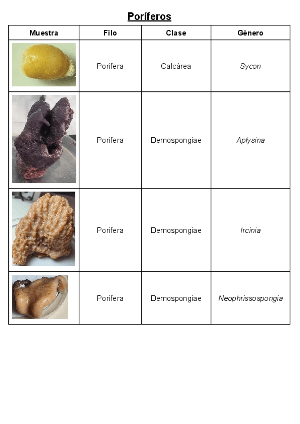 Miniatura del documento Practicas-Zoo1.pdf