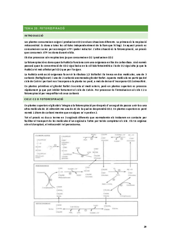Miniatura del documento T20-Fotorespiracio.pdf