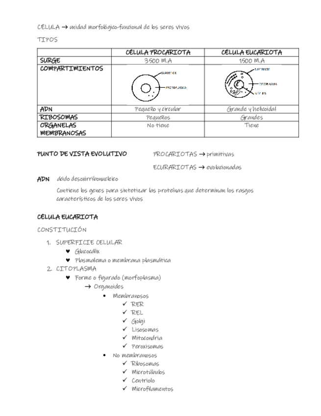 Miniatura del documento celula-eucariota.pdf