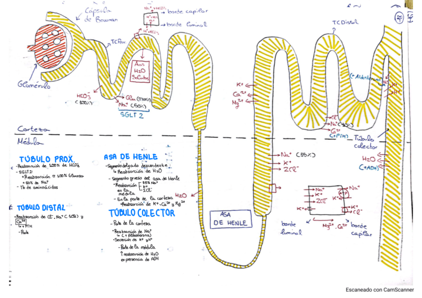 Miniatura del documento La nefrona - esquema con aclaraciones.pdf