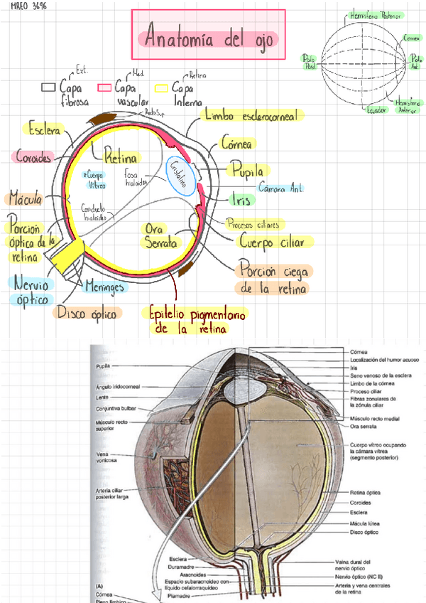 Miniatura del documento Anatomia-del-ojo.pdf