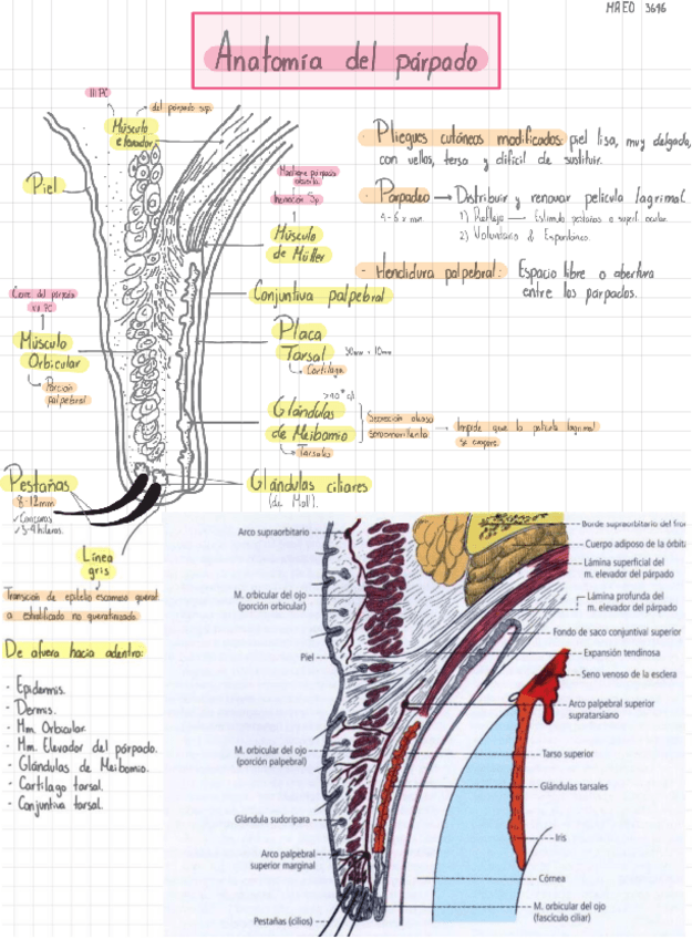 Miniatura del documento Anatomia-del-parpado.pdf