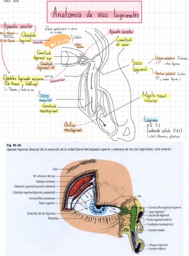 Miniatura del documento Anatomia-de-vias-lagrimales.pdf