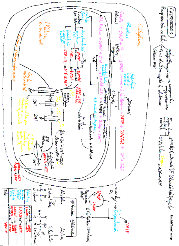 Miniatura del documento Metabolismo-Esquema-con-color-Biologia-2o-Bachillerato-EvAU-Selectividad-PEvAU-EBAU.pdf