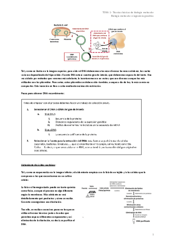 Miniatura del documento TEMA-1-Tecnicas-basicas-de-biologia-molecular.pdf