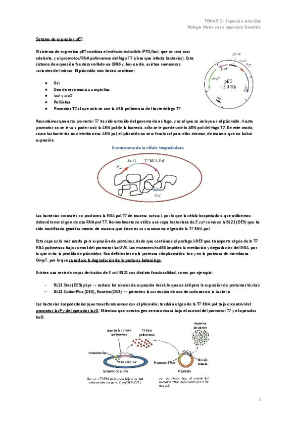 Miniatura del documento TEMA-5.2-Expresion-inducible.pdf