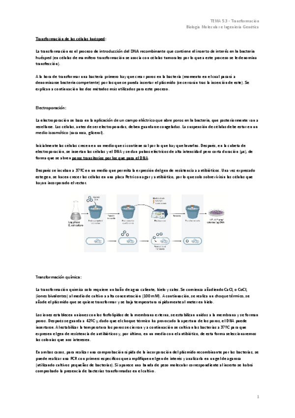 Miniatura del documento TEMA-5.3-Transformacion.pdf