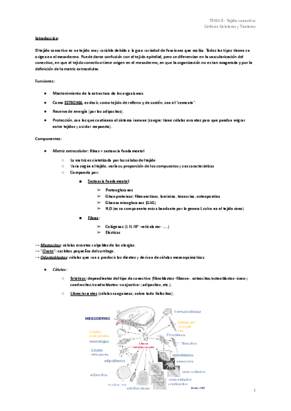 Miniatura del documento TEMA-5-Tejido-conectivo.pdf