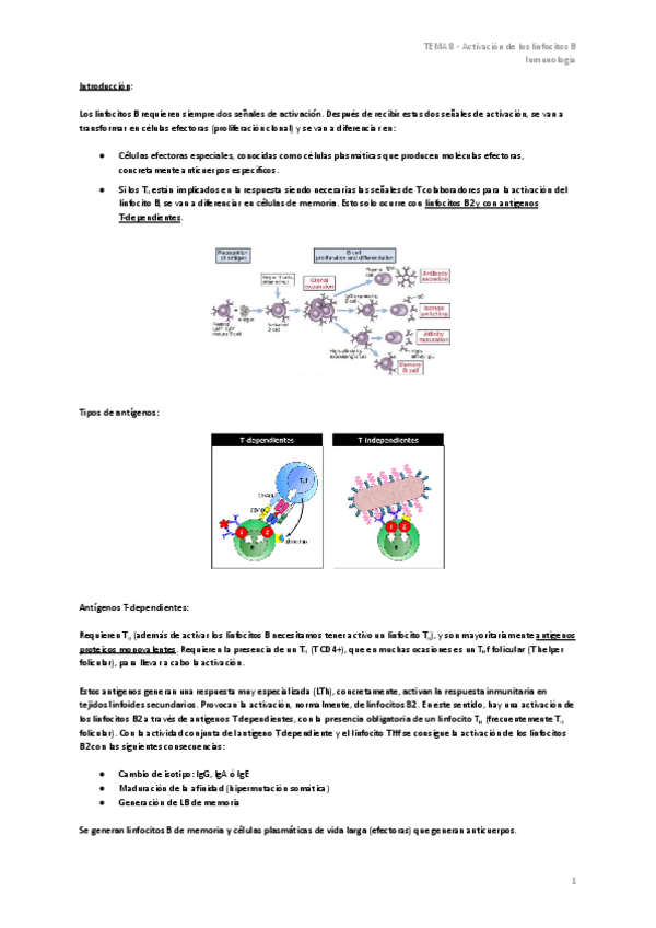 Miniatura del documento TEMA-8-Activacion-de-los-linfocitos-B.pdf