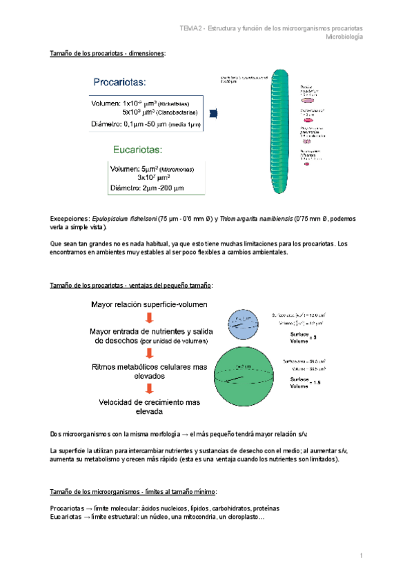 Miniatura del documento TEMA-2-Estructura-y-funcion-de-los-microorganismos-procariotas.pdf