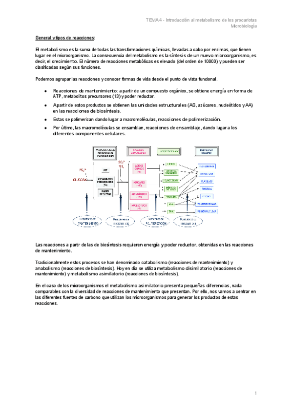 Miniatura del documento TEMA-4-Introduccion-al-metabolismo-de-los-procariotas.pdf
