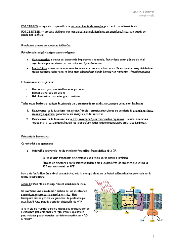 Miniatura del documento TEMA-6.2-Fototrofia.pdf