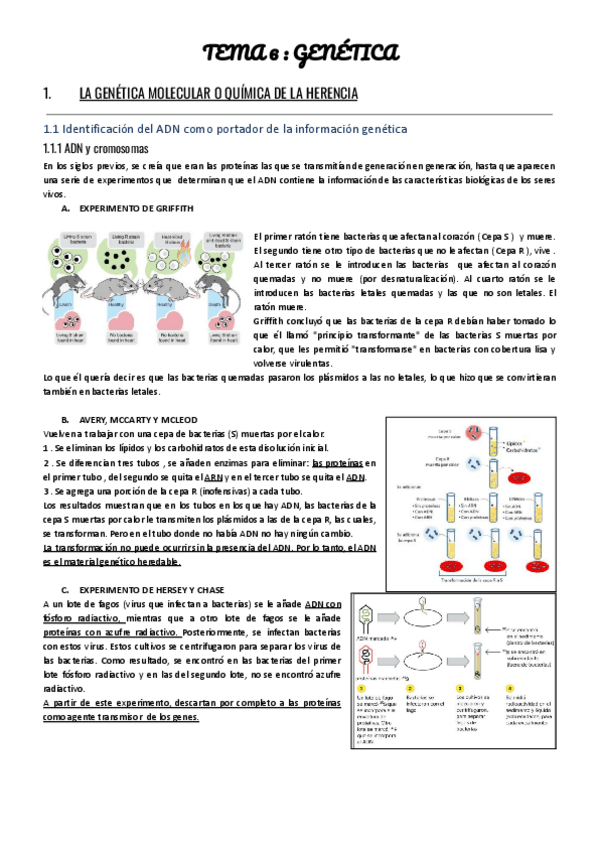 Miniatura del documento Genética molecular, genética mendeliana y evolución.pdf