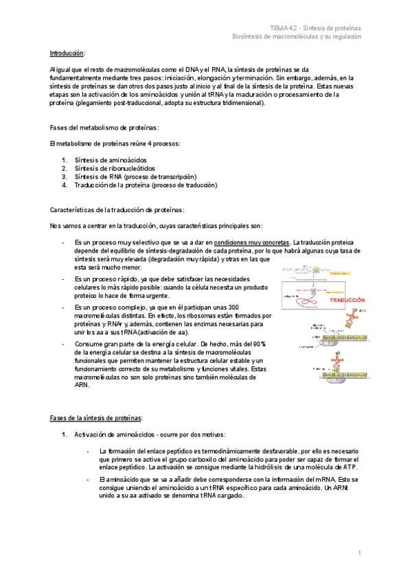 Miniatura del documento TEMA-4.2-Sintesis-de-proteinas.pdf