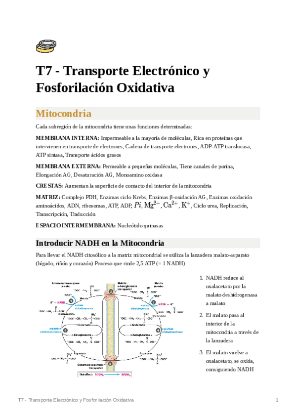 Miniatura del documento T7-Transporte-Electronico-y-Fosforilacion-Oxidativa.pdf