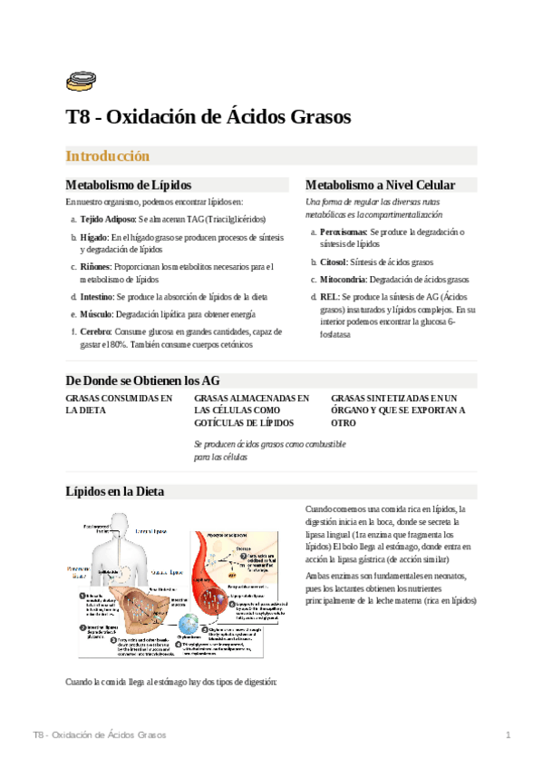 Miniatura del documento T8-Oxidacion-de-Acidos-Grasos.pdf