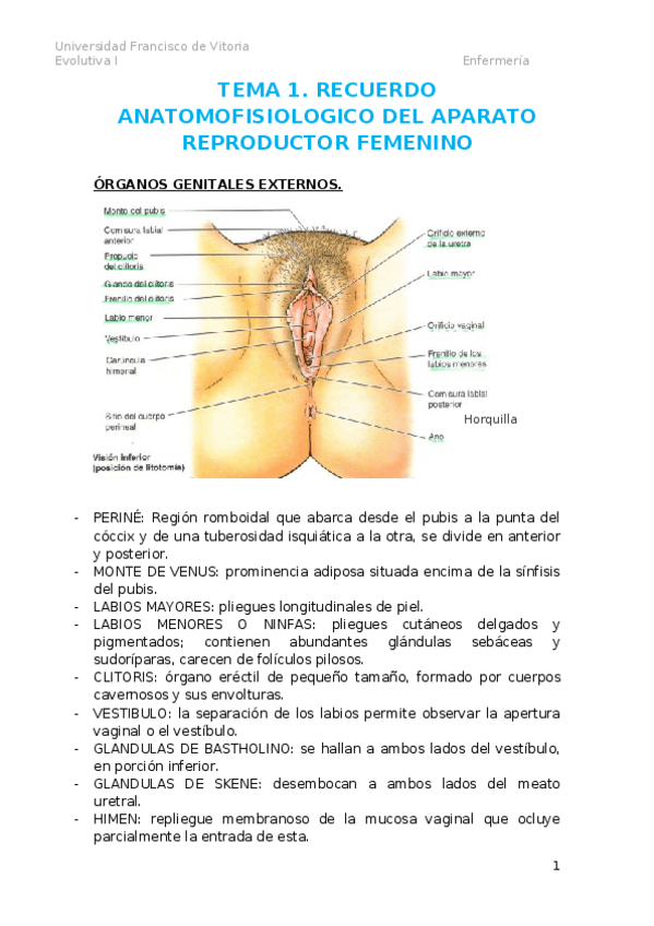 Miniatura del documento TEMA 1. RECUERDO DE ANATOMOFISIOLOGICO.docx